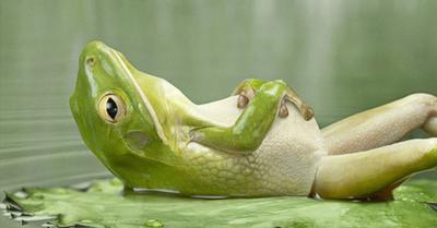 frogchillingsohard.jpg