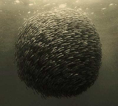 Sphère de chinchards, d'après un cliché du documentaire Océans.