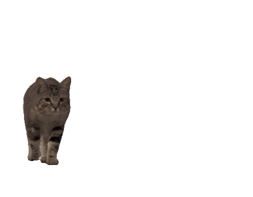 tumblr_f00b8b6b9cf56804a514b61b13ee1e92_9a7b5894_500.gif