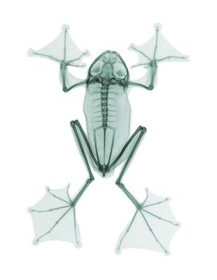 Xray Frog (☍)