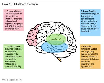 How ADHD affects the brain