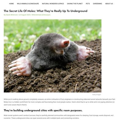 The Secret Life Of Moles: What They’re Really Up To Underground – The Nature Network