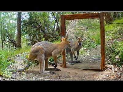 Jeff Atwood: "Or just maybe, like, a squirre…" - social.coop