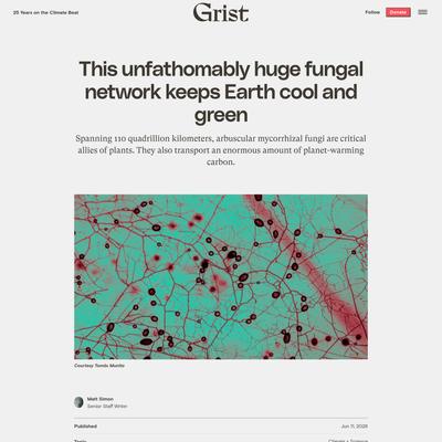 This unfathomably huge fungal network keeps Earth cool and green