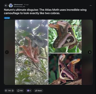 Nature’s ultimate disguise: The Atlas Moth uses incredible wing camouflage to look exactly like two cobras. : r/BeAmazed