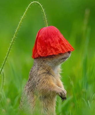 Squirrel using a poppy flower as a hat