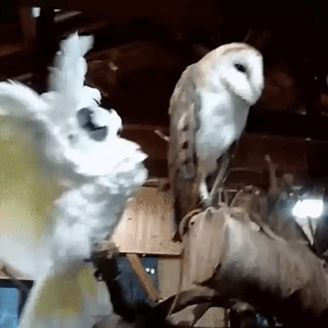 There are two birds inside you