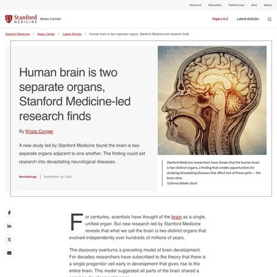 Human brain is two separate organs, Stanford Medicine-led research finds