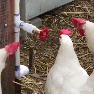 tumblr_p7p58x18d51rgpizvo7_400.gif