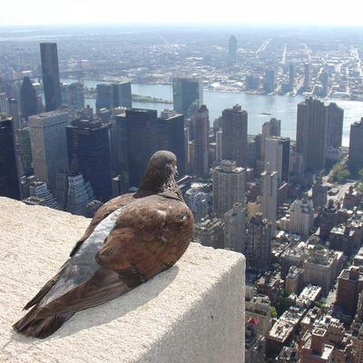 pigeon.jpg