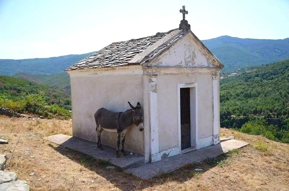 Donkey getting shade on a hot day in Greece, photographer unknown