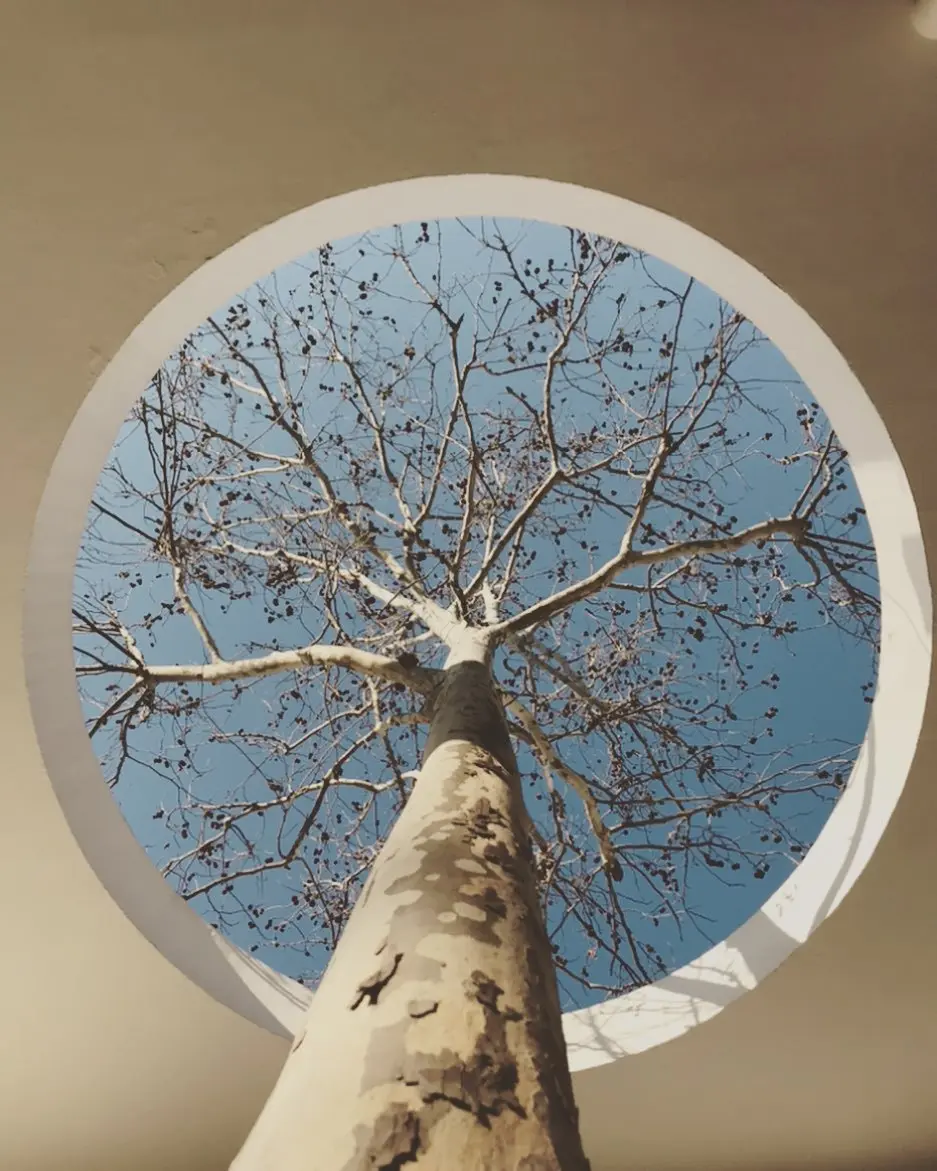 Tree poking through a circular hole in a roof