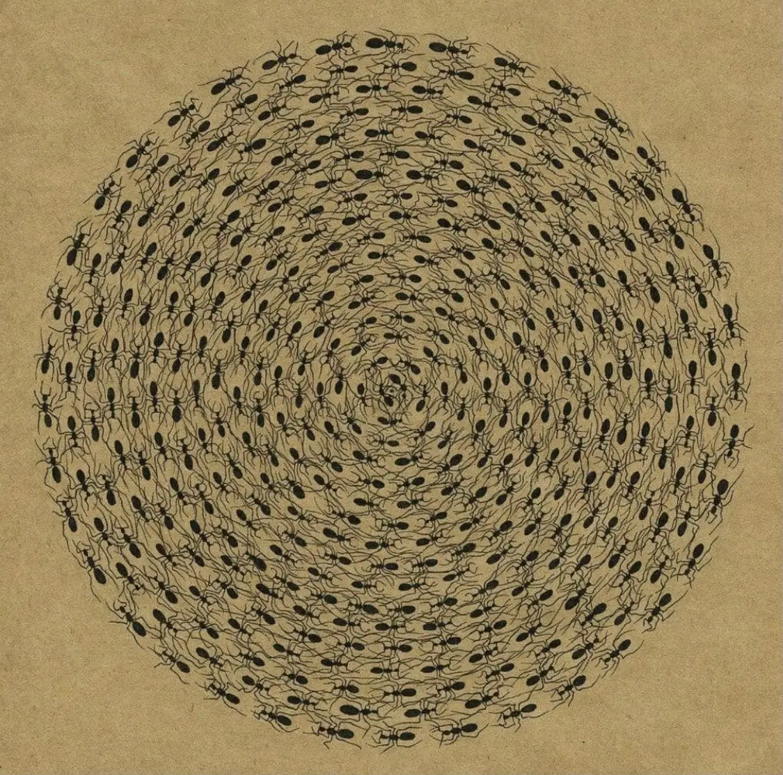 Ants in a circle by Ksenia Kadrova