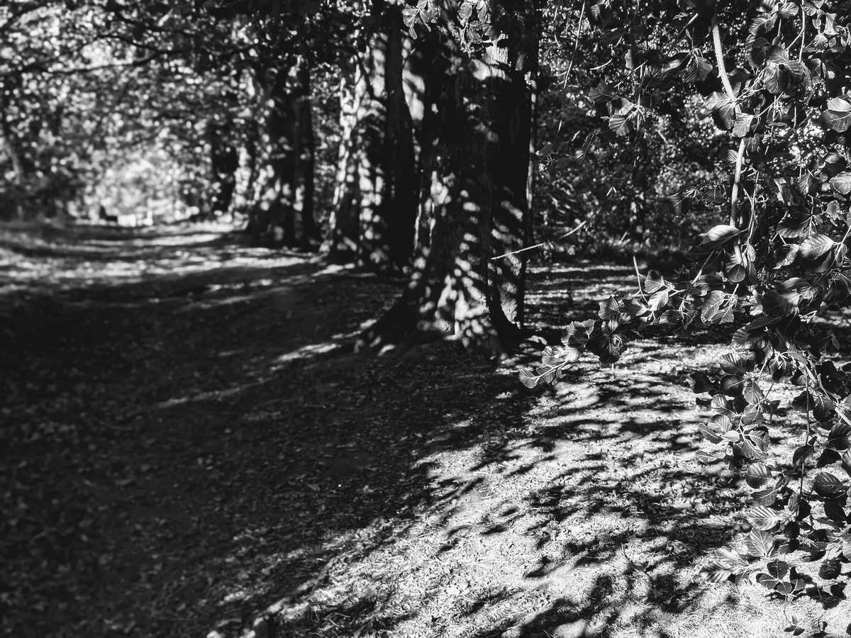 bluebell-wood.jpg