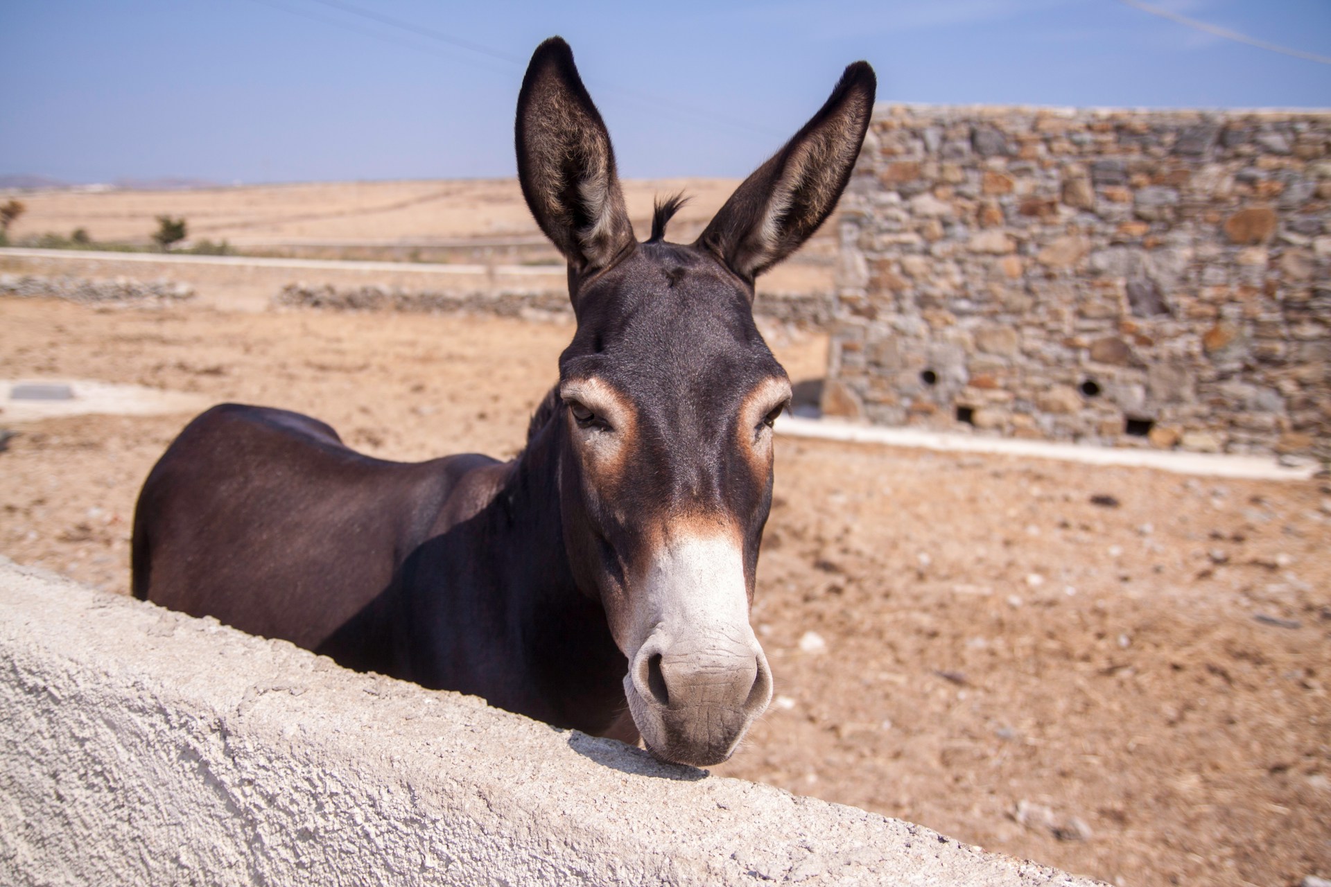 Mule