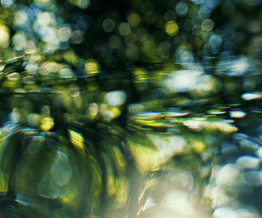 Gif of water reflecting foliage