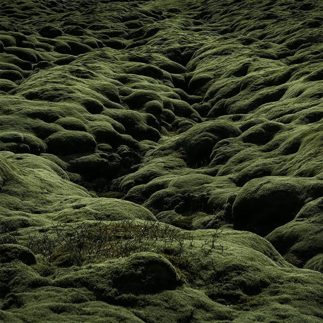 Moss covered landscape