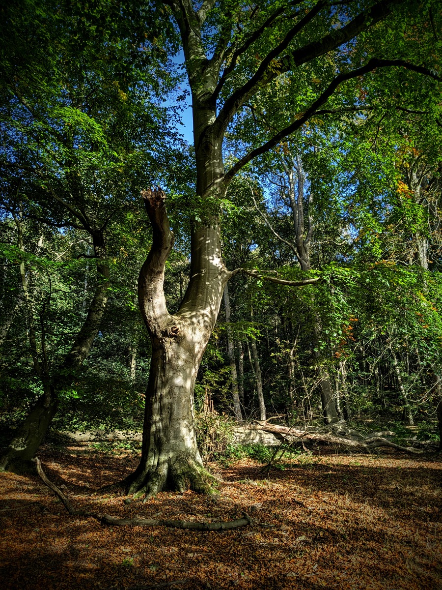 A tree in woodland with dappled sunlight and blue sky