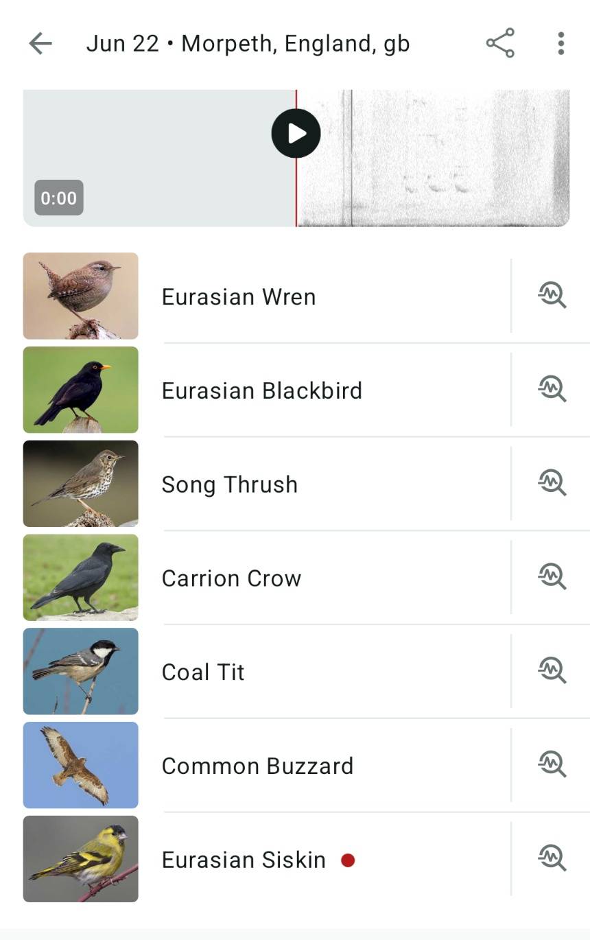 Merlin bird ID app results for Morpeth