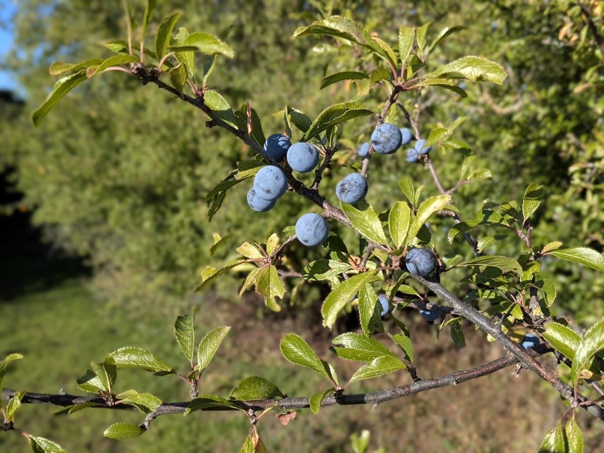 Tree in sunshine with berries